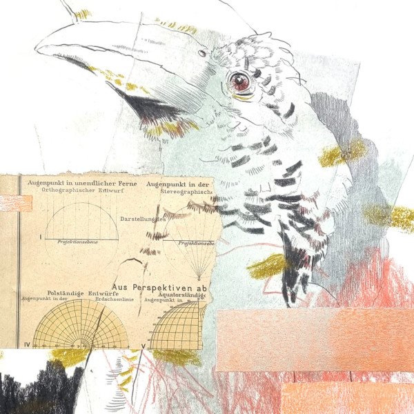 MixedMedia Hornvogel web